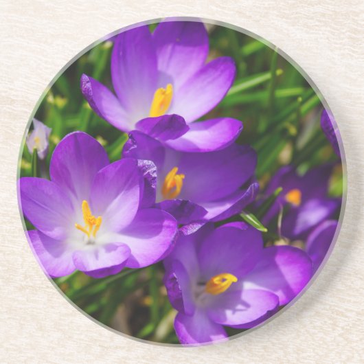 Dessous De Verre En Grès Crocus Lilac (Devant)