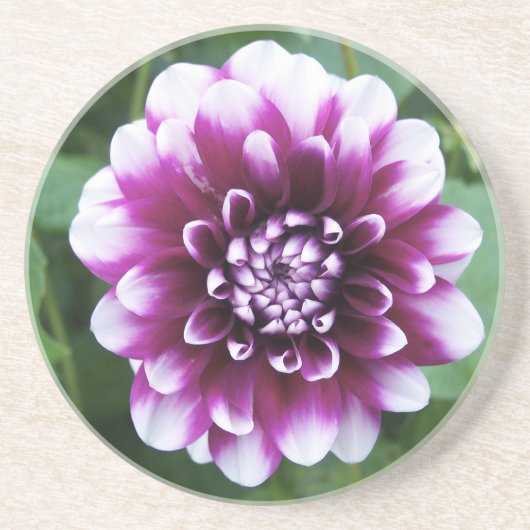Dessous De Verre En Grès Dahlia pourpre et blanc (Devant)
