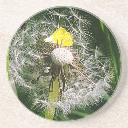 Dessous De Verre En Grès Dandelion mignon (Devant)