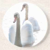 Deux cygnes blancs Photographie de nature