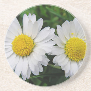 Dessous De Verre En Grès Deux mignonnes marguerites blanches boivent du des