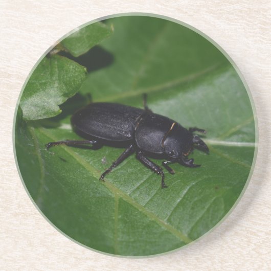 Dessous De Verre En Grès Dorcus parallelipipedus, le petit lucane (Devant)