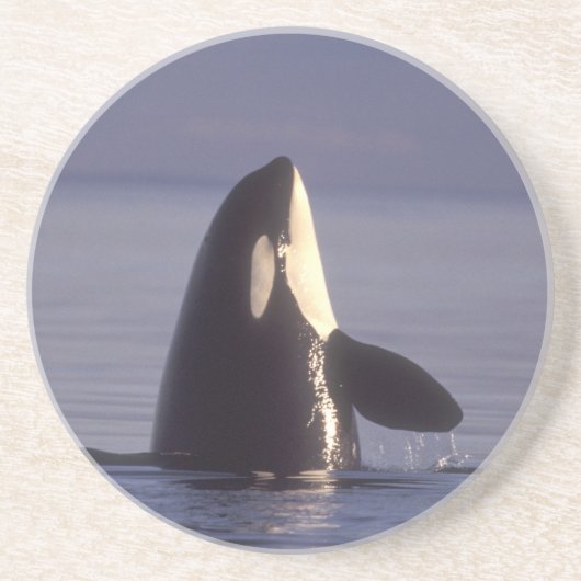 Dessous De Verre En Grès Épaulard (Orque orcinus) émergeant près de (Devant)