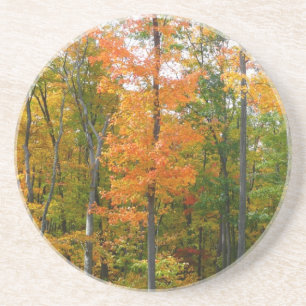 Dessous De Verre En Grès Érables en automne Photographie de la nature