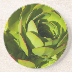 Dessous De Verre En Grès États-Unis, Californie. Fermeture du Plante géan