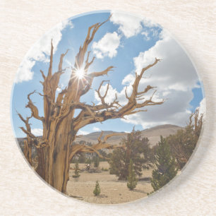 Dessous De Verre En Grès États-Unis, Californie, Forêt nationale d'Inyo 6