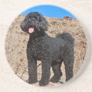 Dessous De Verre En Grès États-Unis, Californie. Labradoodle debout