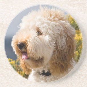 Dessous De Verre En Grès États-Unis, Californie. Portrait de Labradoodle 3