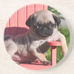 Dessous De Verre En Grès États-Unis, Californie. Pug chiot avachi