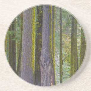 Dessous De Verre En Grès États-Unis, Californie. Troncs d'arbres couverts d