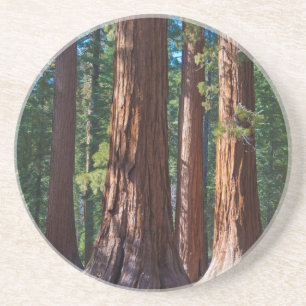 Dessous De Verre En Grès États-Unis, Californie. Troncs d'arbres Redwood, M