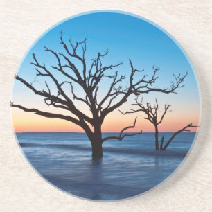 Dessous De Verre En Grès États-Unis, Caroline du Sud, Edisto Island, Botany