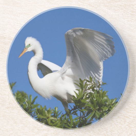 Dessous De Verre En Grès États-Unis, Floride, St. Augustine, Aigrette (Devant)