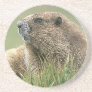 Dessous De Verre En Grès États-Unis, Washington, Olympic NP, Marmotte olymp