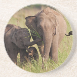 Dessous De Verre En Grès Famille d'éléphants asiatiques indiens dans la sav