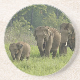 Dessous De Verre En Grès Famille d'éléphants indiens