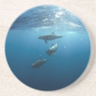 Dessous De Verre En Grès Famille Dolphin sous-marine