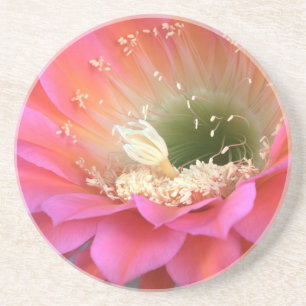 Dessous De Verre En Grès Fleur de cactus rose dans le désert
