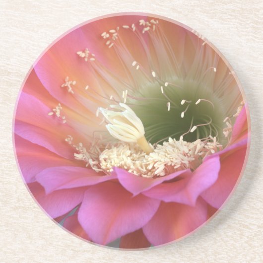 Dessous De Verre En Grès Fleur de cactus rose dans le désert (Devant)