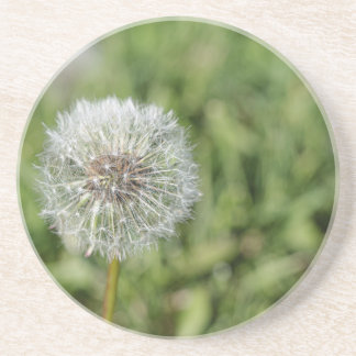 Dessous De Verre En Grès Fleur de pissenlit blanc sur herbe verte