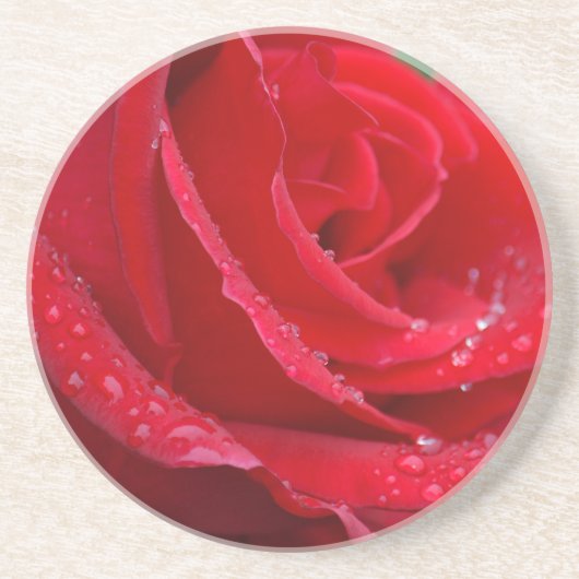 Dessous De Verre En Grès Fleur de rose rouge unique qui éclot (Devant)