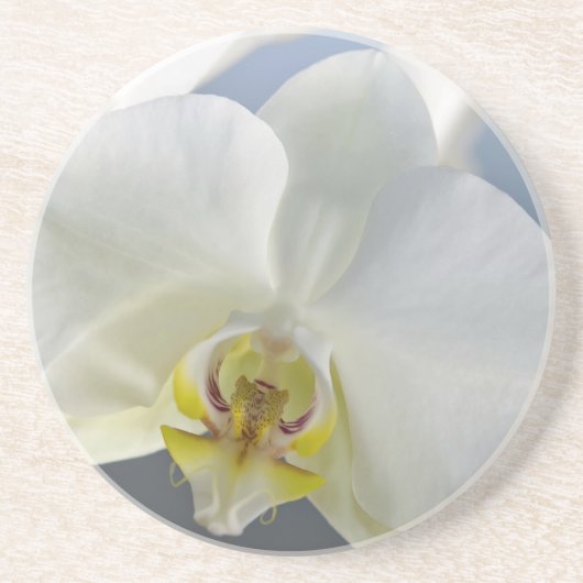 Dessous De Verre En Grès Fleur d'orchidée blanche (Devant)
