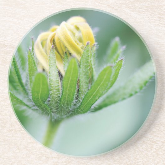 Dessous De Verre En Grès Fleur ouverte de Cone Flower (Devant)