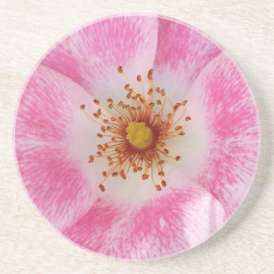 Dessous De Verre En Grès fleur rose à l'ombre