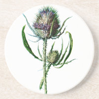 Fleur sauvage d'antiquité de chardon d'écossais du