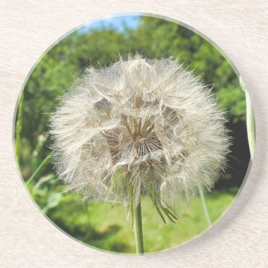Dessous De Verre En Grès Fleur sauvage Goatsbeard (Devant)