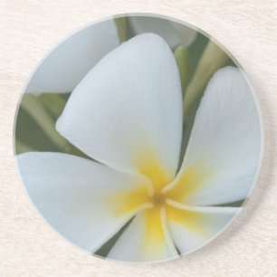 Dessous De Verre En Grès Fleur Tropicale Blanche De Fidji