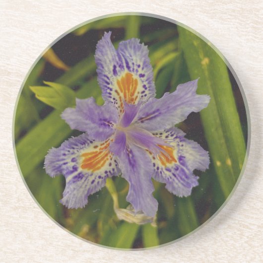 Dessous De Verre En Grès fleurir en violet (Devant)