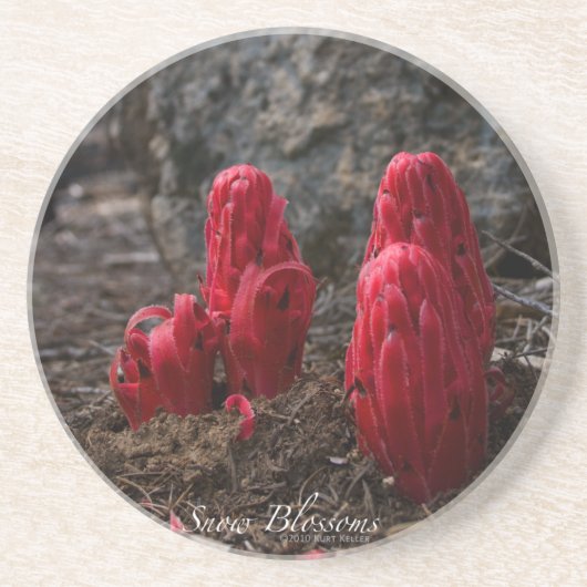 Dessous De Verre En Grès Fleurs de neige (Devant)