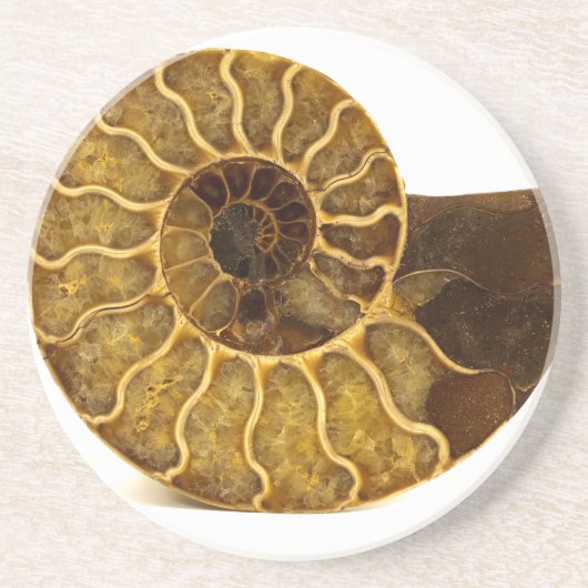 Dessous De Verre En Grès Fossile d'ammonite (Devant)