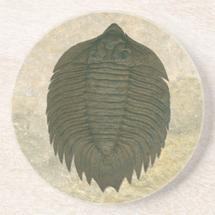 Dessous De Verre En Grès Fossile Trilobite d'Arctinrus Boltoni