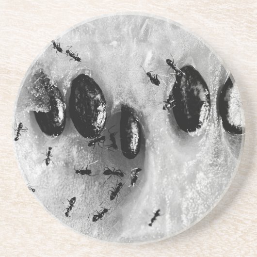 Dessous De Verre En Grès fourmis faisant du surf (Devant)