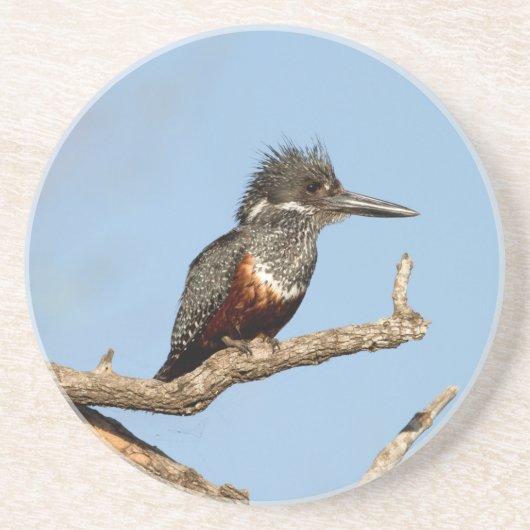 Dessous De Verre En Grès Giant Kingfisher (Devant)