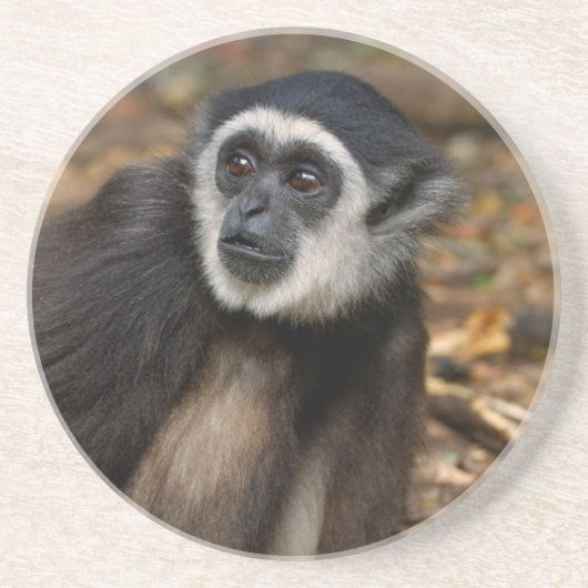 Dessous De Verre En Grès Gibbon à mains blanches (Hylobates Lar), Monkeylan (Devant)