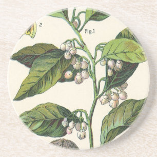 Dessous De Verre En Grès Graines de fruit de noix de muscade vintage, herbe