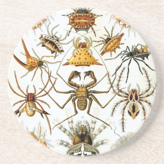 Dessous De Verre En Grès Haeckel (Devant)