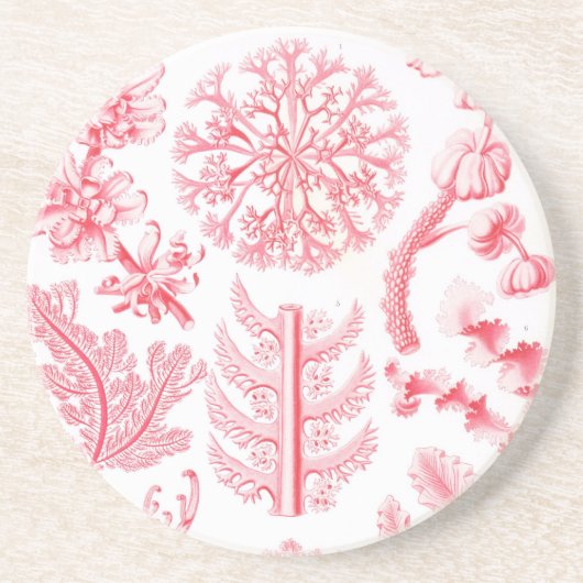 Dessous De Verre En Grès Haeckel (Devant)