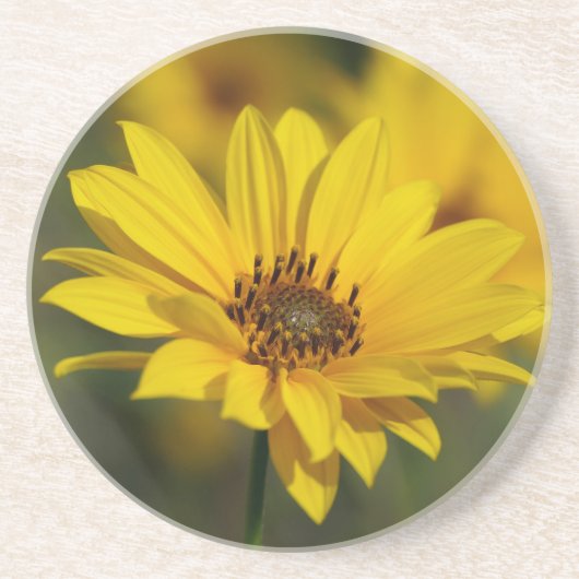 Dessous De Verre En Grès Hélénium de marguerite jaune (Devant)