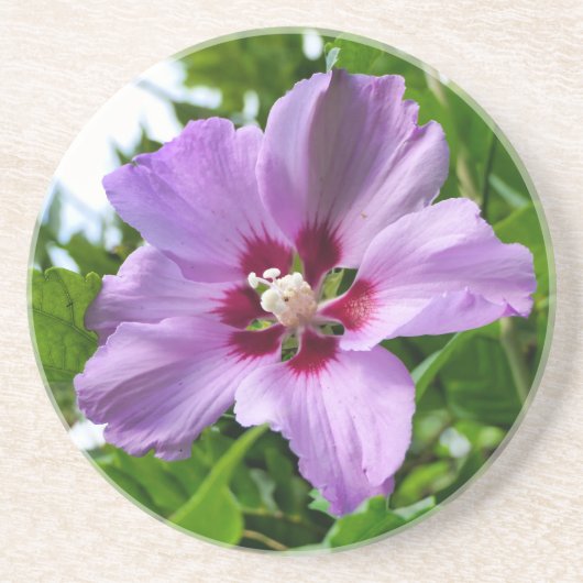 Dessous De Verre En Grès Hibiscus (Devant)