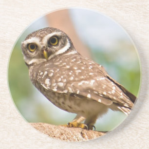 Dessous De Verre En Grès Hibou repéré sur le vol de matin