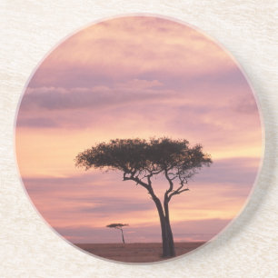 Dessous De Verre En Grès Image de la silhouette d'un arbre acacia au lever