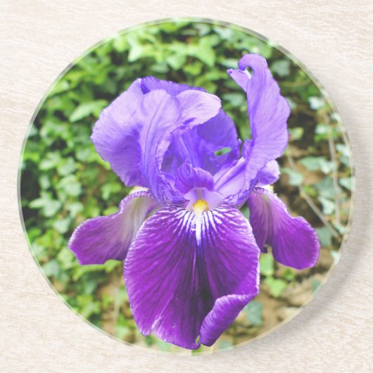 Dessous De Verre En Grès Iris à poils (Devant)