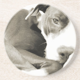 Dessous De Verre En Grès joli chien pit bull endormi paresseux