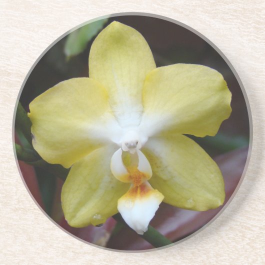Dessous De Verre En Grès Jolie orchidée jaune (Devant)