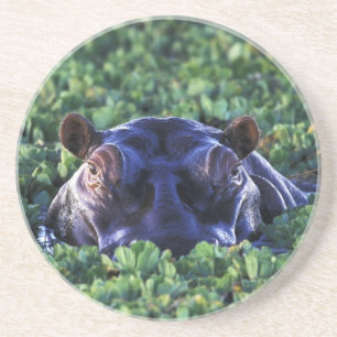 Dessous De Verre En Grès Kenya, réserve nationale du Masai Mara.