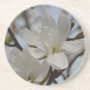 Dessous De Verre En Grès La floraison de la Magnolia blanche au printemps